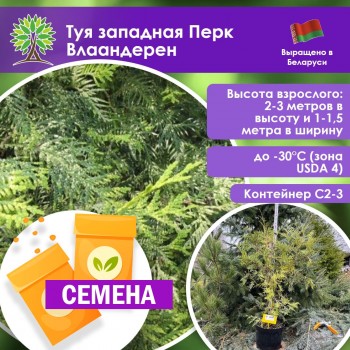 Туя западная Перк Влаандерен (СЕМЕНА)