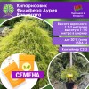 Кипарисовик Филифера Аурея Вариегата (СЕМЕНА) - саженцы из питомника Кипарисовик Филифера Аурея Вариегата (СЕМЕНА) - саженцы из питомника