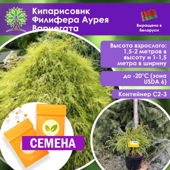 Кипарисовик Филифера Аурея Вариегата (СЕМЕНА)