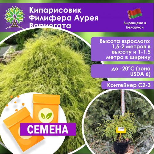 Кипарисовик Филифера Аурея Вариегата (СЕМЕНА) - саженцы из питомника