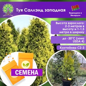 Туя Саллэнд западная (СЕМЕНА)