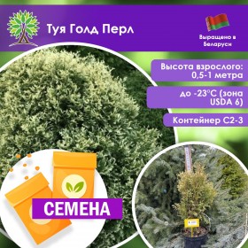 Туя Голд Перл (СЕМЕНА)