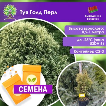 Туя Голд Перл (СЕМЕНА)