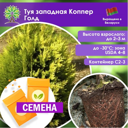 Туя западная Коппер Голд (СЕМЕНА) - саженцы из питомника