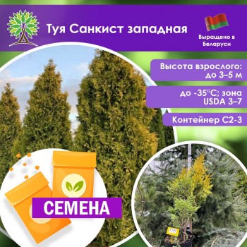 Туя Санкист западная (СЕМЕНА)