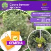 Сосна Ватнонг красная (СЕМЕНА) - саженцы из питомника Сосна Ватнонг красная (СЕМЕНА) - саженцы из питомника
