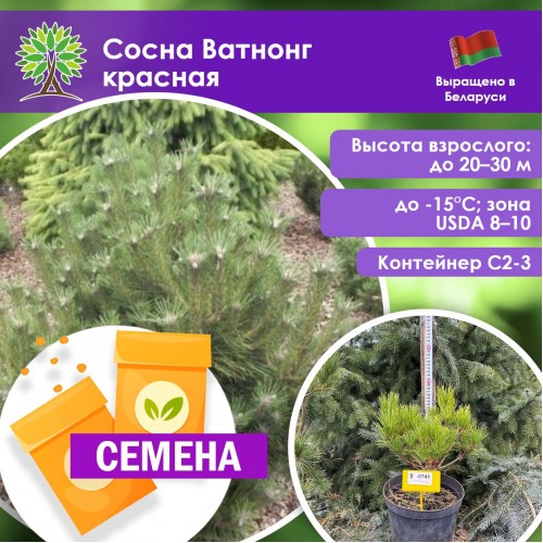 Сосна Ватнонг красная (СЕМЕНА) - саженцы из питомника