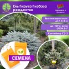Ель Глаука Глобоза рождество (СЕМЕНА) - саженцы из питомника Ель Глаука Глобоза рождество (СЕМЕНА) - саженцы из питомника