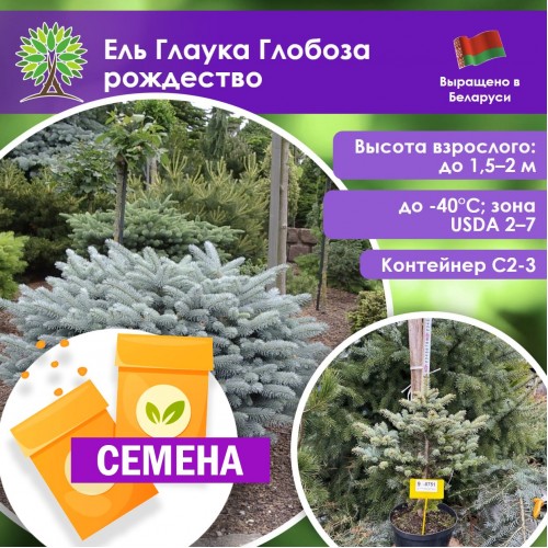 Ель Глаука Глобоза рождество (СЕМЕНА) - саженцы из питомника