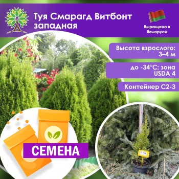 Туя Смарагд Витбонт западная (СЕМЕНА)