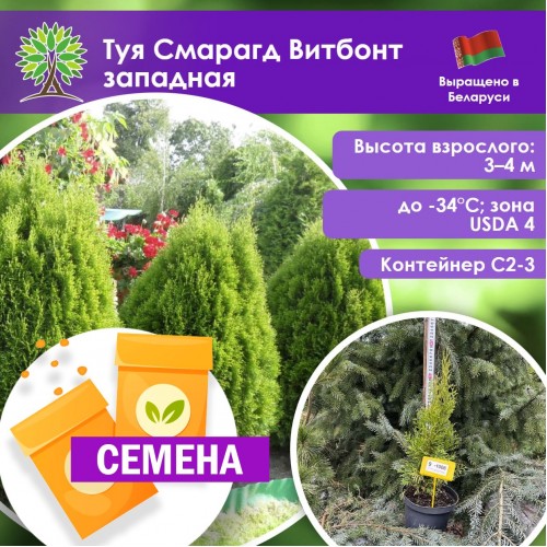 Туя Смарагд Витбонт западная (СЕМЕНА) - саженцы из питомника