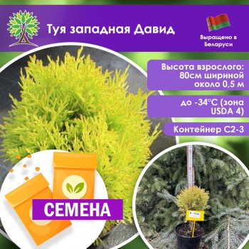 Туя западная Давид (СЕМЕНА)