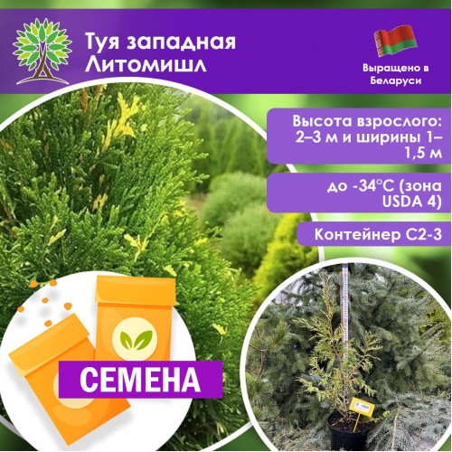 Туя западная Литомишл (СЕМЕНА) - саженцы из питомника