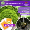Туя западная ДАНИКА (СЕМЕНА) - саженцы из питомника