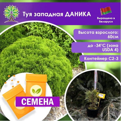 Туя западная ДАНИКА (СЕМЕНА) - саженцы из питомника