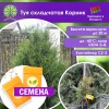 Туя складчатая Корник (СЕМЕНА) - саженцы из питомника