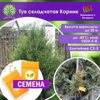Туя складчатая Корник (СЕМЕНА)