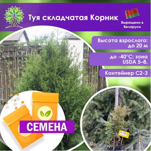 Туя складчатая Корник (СЕМЕНА) - саженцы из питомника
