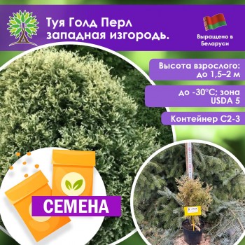 Туя Голд Перл западная изгородь. (СЕМЕНА)