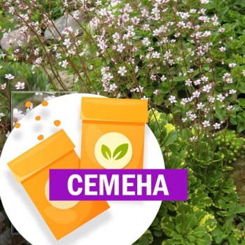 Камнеломка городская (СЕМЕНА)