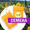 Валдштения (СЕМЕНА) - саженцы из питомника