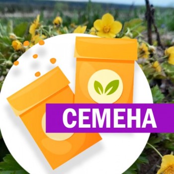 Валдштения (СЕМЕНА)