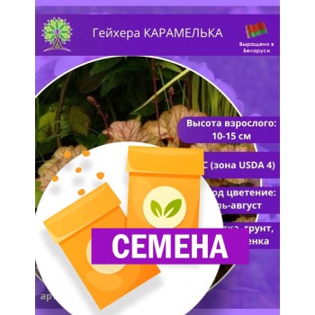 Гейхера КАРАМЕЛЬКА (СЕМЕНА)