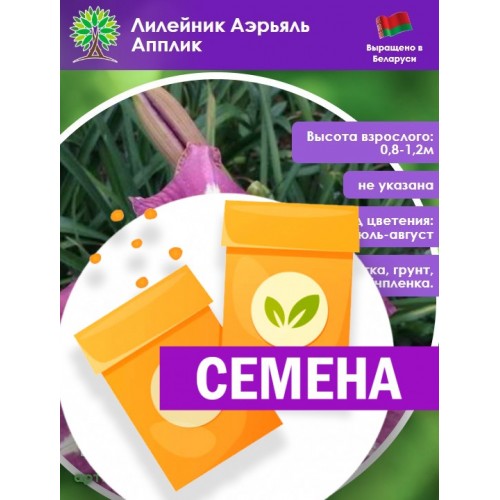 Лилейник Белив ин Миракл