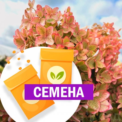 Гортензия Металлика метельчатая, гигант (СЕМЕНА) - саженцы из питомника