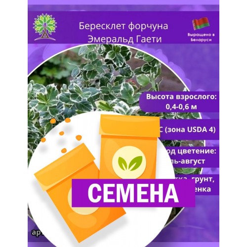 Бересклет форчуна Эмеральд Гаети (СЕМЕНА) - саженцы из питомника