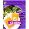 Бересклет Санспот форчуна (СЕМЕНА) - саженцы из питомника