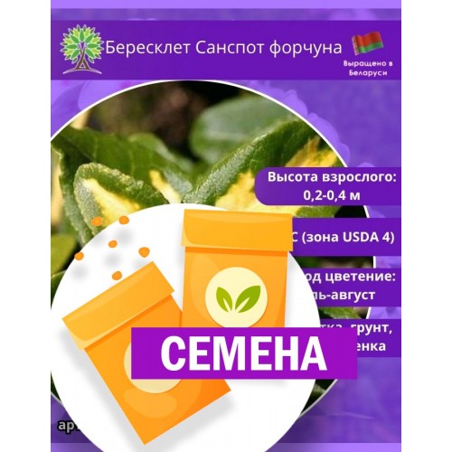 Бересклет Санспот форчуна (СЕМЕНА) - саженцы из питомника