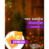 Тис Хикси средний (СЕМЕНА) - саженцы из питомника
