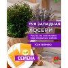 Туя западная ХОСЕРИ (СЕМЕНА) - саженцы из питомника