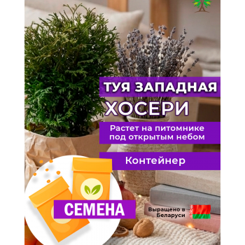 Туя западная ХОСЕРИ (СЕМЕНА)