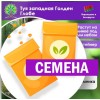 Туя западная Голден Глобе (СЕМЕНА) - саженцы из питомника