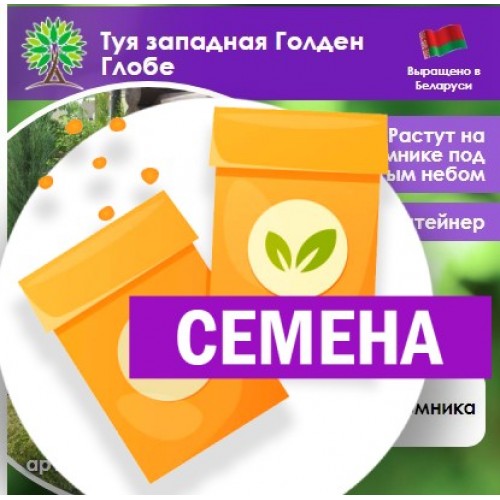 Туя западная Голден Глобе (СЕМЕНА) - саженцы из питомника