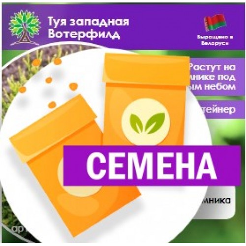 Туя западная Вотерфилд (СЕМЕНА) - саженцы из питомника