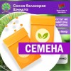 Сосна белокорая Шмидта (штамб) (СЕМЕНА) - саженцы из питомника Сосна белокорая Шмидта (штамб) (СЕМЕНА) - саженцы из питомника