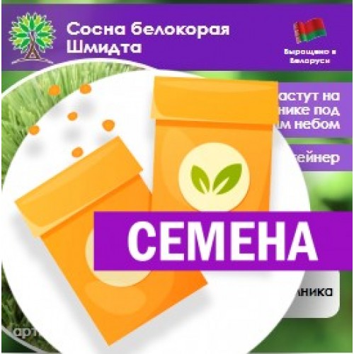 Сосна белокорая Шмидта (штамб) (СЕМЕНА) - саженцы из питомника