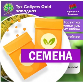 Туя Collyers Gold западная (СЕМЕНА)
