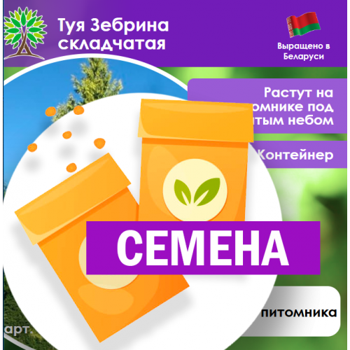 Туя Зебрина складчатая (СЕМЕНА) - саженцы из питомника