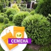 Туя Микки западная (СЕМЕНА) - саженцы из питомника