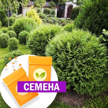Туя Микки западная (СЕМЕНА)