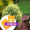 Туя Голд Перл (СЕМЕНА) - саженцы из питомника