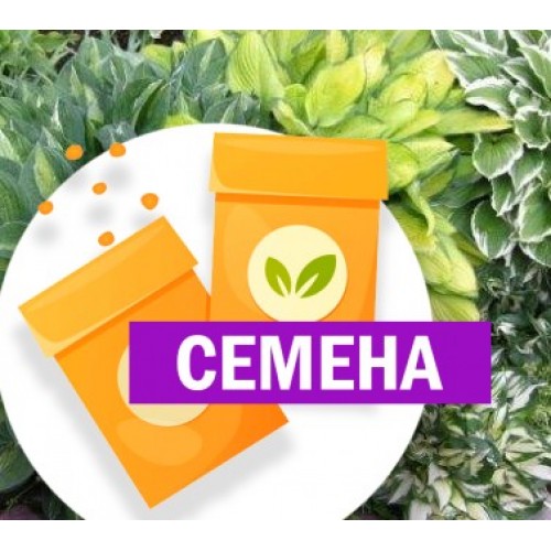 Хоста средних или мини СМЕСЬ 3 шт (СЕМЕНА) - саженцы из питомника