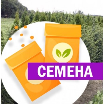 Можжевельник чешуйчатый МЕЙЕР (СЕМЕНА)