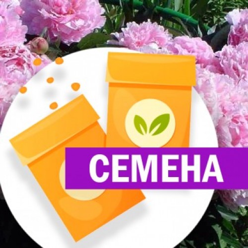 Пион травянистый Розовый (СЕМЕНА) - саженцы из питомника