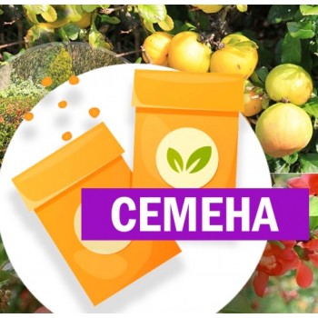 Айва японская (СЕМЕНА)