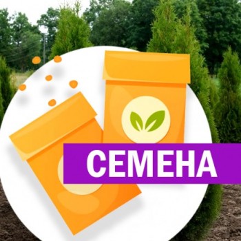Туя Смарагд западная (СЕМЕНА)